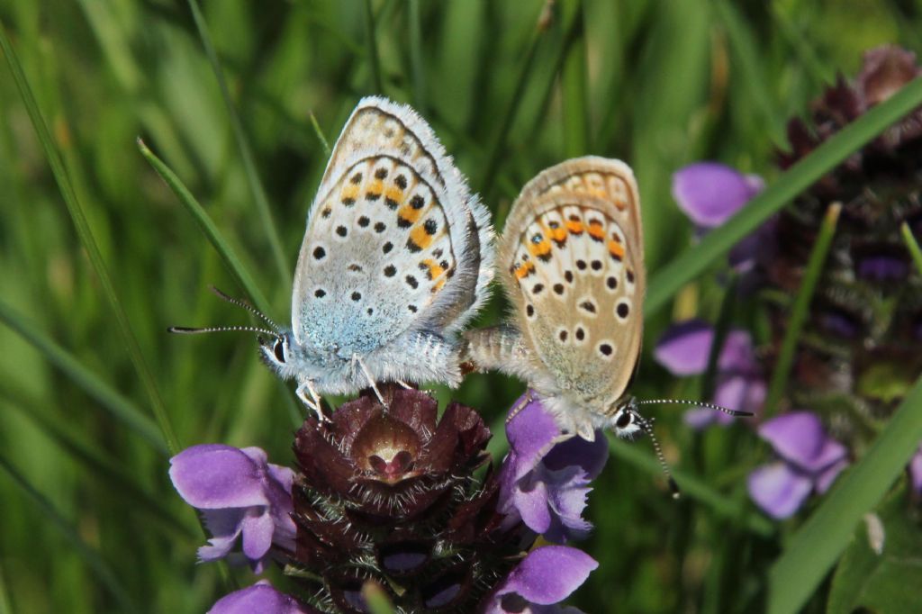 M e F  : foto di coppia